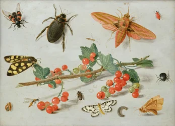 Gałązka czerwonej porzeczki z ćmą jastrzębią, ćmą sroką i innymi owadami, 1657 (olej na miedzi)